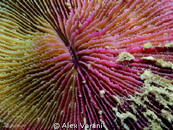 Fungia sp - scelrite close up by Alex Varani 